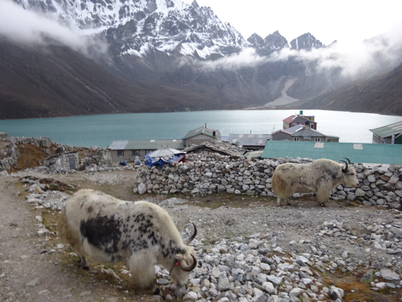 [TREK] Le Solokhumbu, tutoyer l'Everest! (Oct 2019) - Page 3 Dsc06719