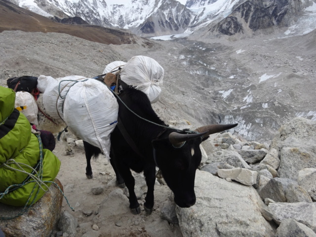 [TREK] Le Solokhumbu, tutoyer l'Everest! (Oct 2019) - Page 3 Dsc07045