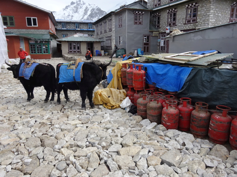 [TREK] Le Solokhumbu, tutoyer l'Everest! (Oct 2019) - Page 3 Dsc07064