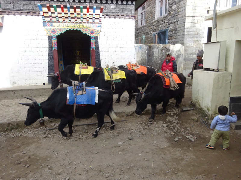 [TREK] Le Solokhumbu, tutoyer l'Everest! (Oct 2019) - Page 5 Dsc07760