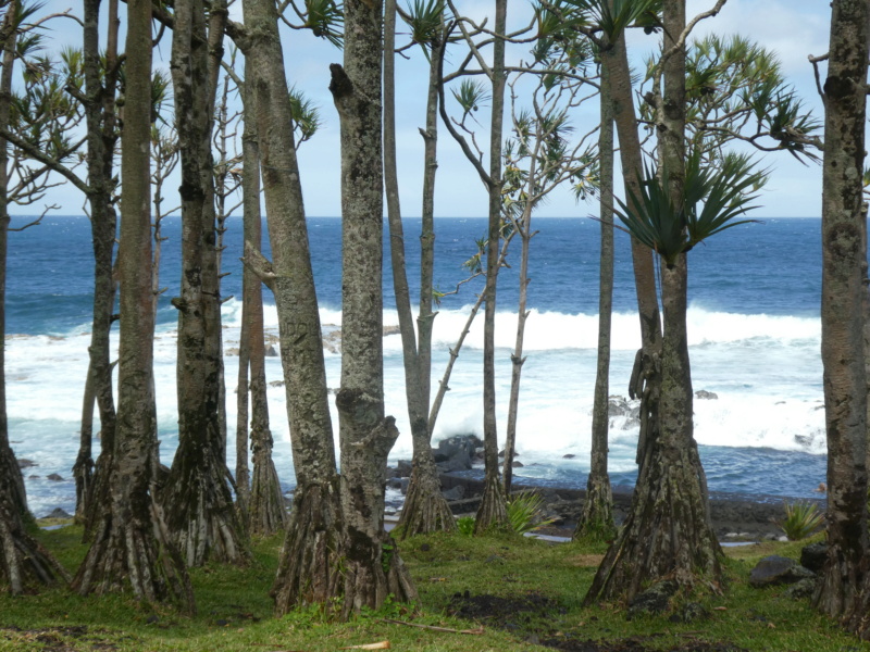 [ILE DE LA REUNION] Notre dernier grand voyage? (Mars 2024) P1150216