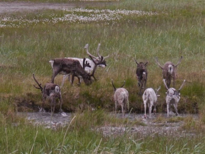 [Voyage 23] [NORVEGE] Cap Nord & Finnmark (Juil 2016) P1880915