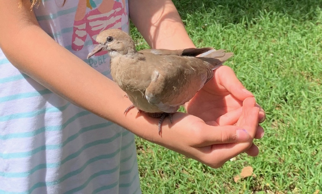 oiseau trouvé Image110