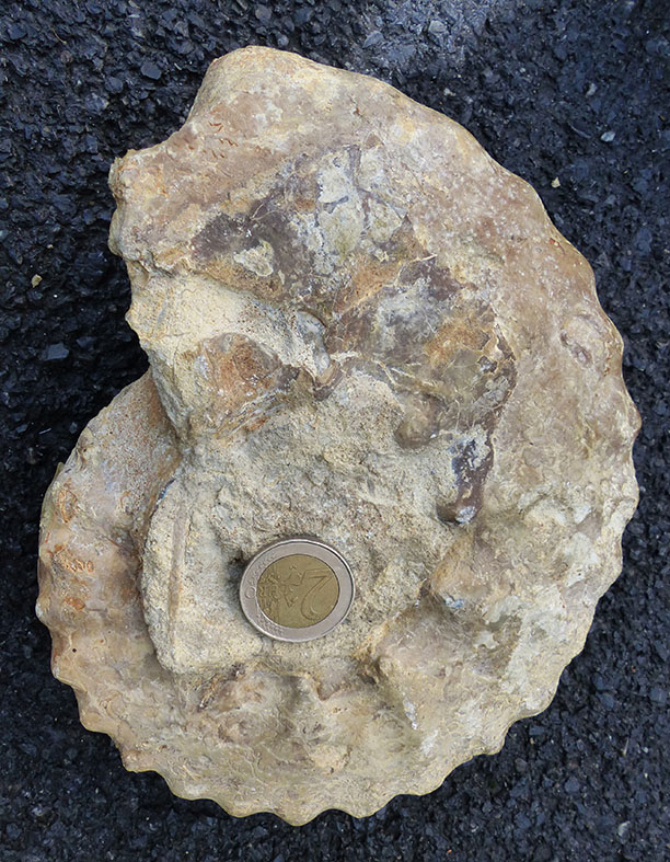 Identificación ammonite lytoceratido? Mca00112