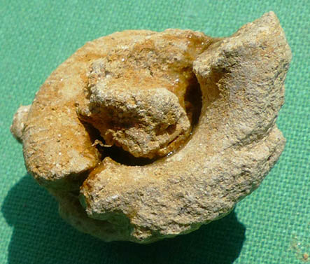 identificación de fósil Mgaxxx25