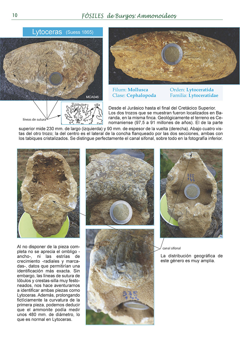 Identificación ammonite lytoceratido? W-mca010