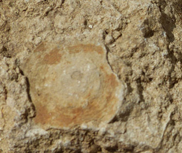 Exposición y charla sobre Fósiles de Burgos  W-xxx016