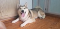 weight - Female husky weight question?  20190613