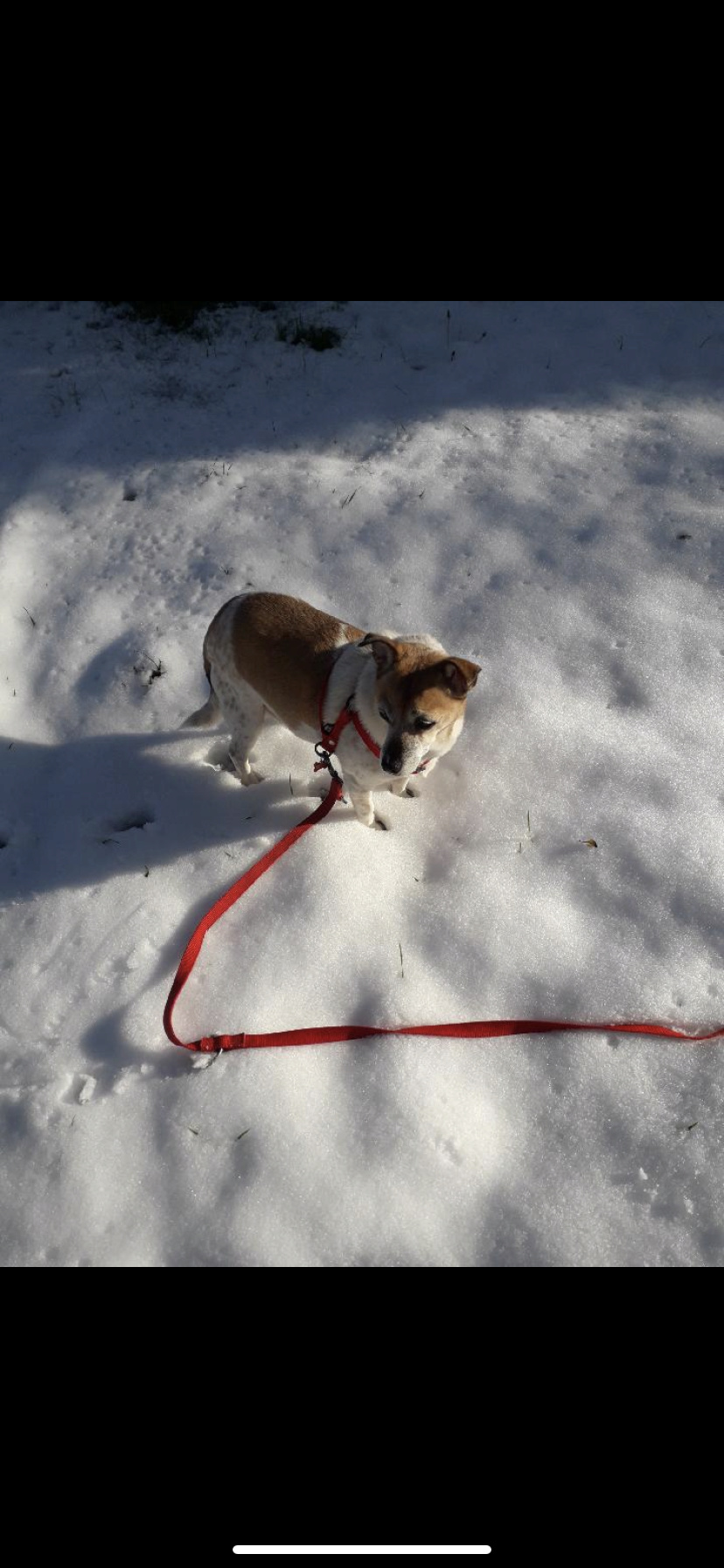 bulle - BULLE - femelle, typée croisée bouledogue, de petite taille - née environ en février 2015 - REMEMBER ME LAND - - adoptée par Marie (69) - Page 2 9ea11410