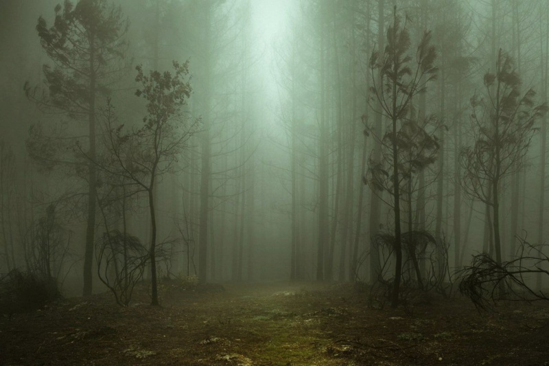 Henri Prestes  Одинокие скитания по туманным дорогам и лесам Phot1649