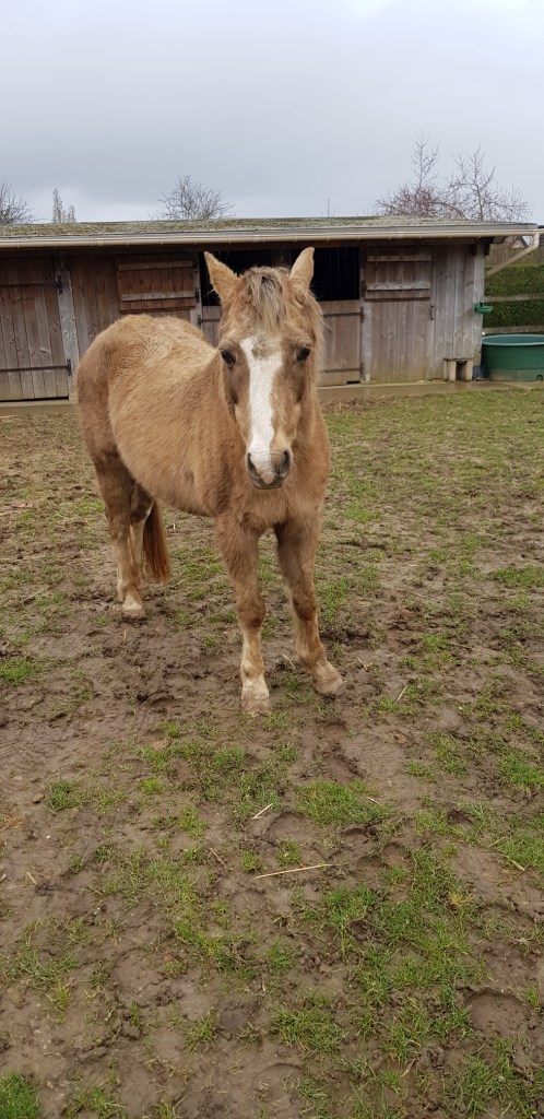 DONOMA - ONC Poney née en 2005 - adoptée en juillet 2014 par fandecox - Page 4 Donoma12