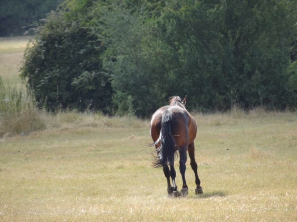 TEQUILA DU LYS - TF née en 2007 - adoptée en octobre 2017 par Muriel Dsc02422