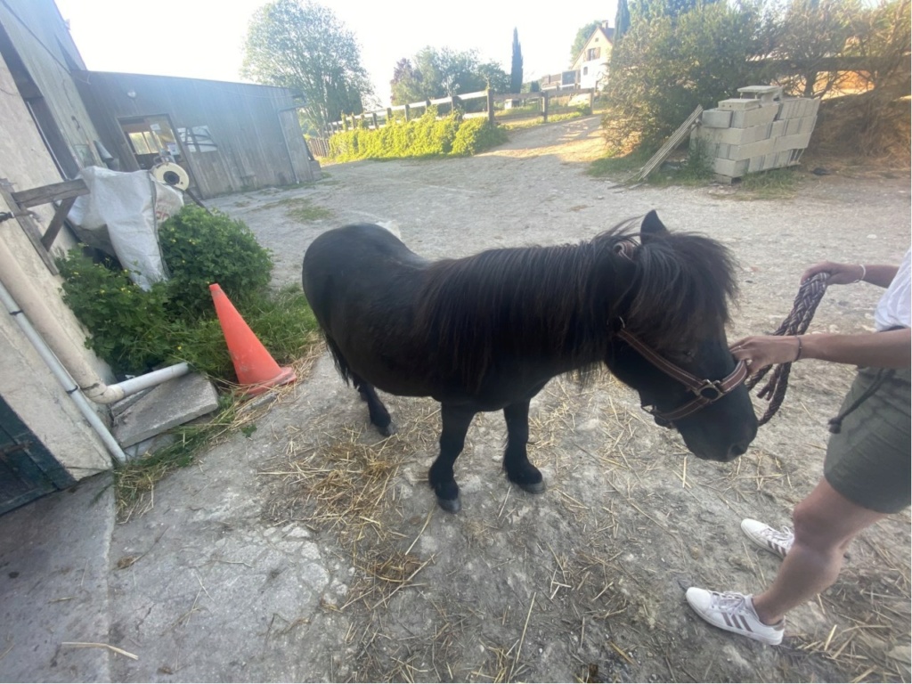 NOIROT - ONC poney né en 1997 - adopté en juillet 2016 par Leila Image_12
