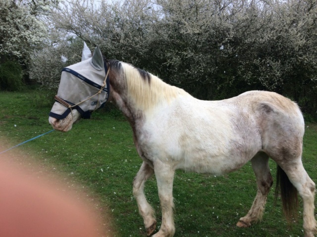 EGLANTINE - ONC selle typée Appaloosa née en 1993 - adoptée en août 2011 par anne-canelle - Page 7 Img_7722