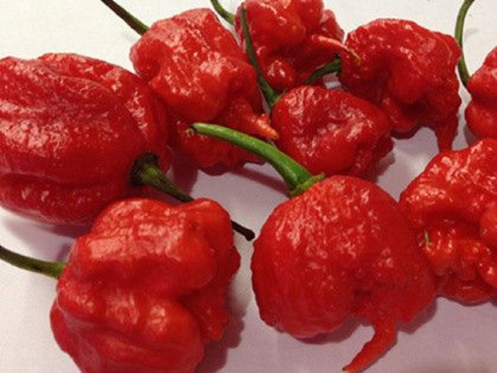 Семена Каролина Риппер Купить