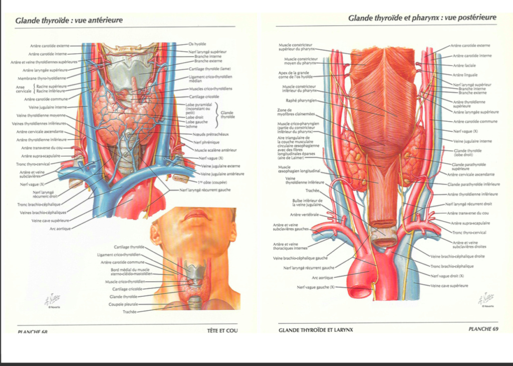 Veine jugulaire interne Captur13