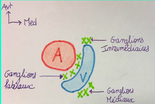 Ganglions lymphatiques  Captur18