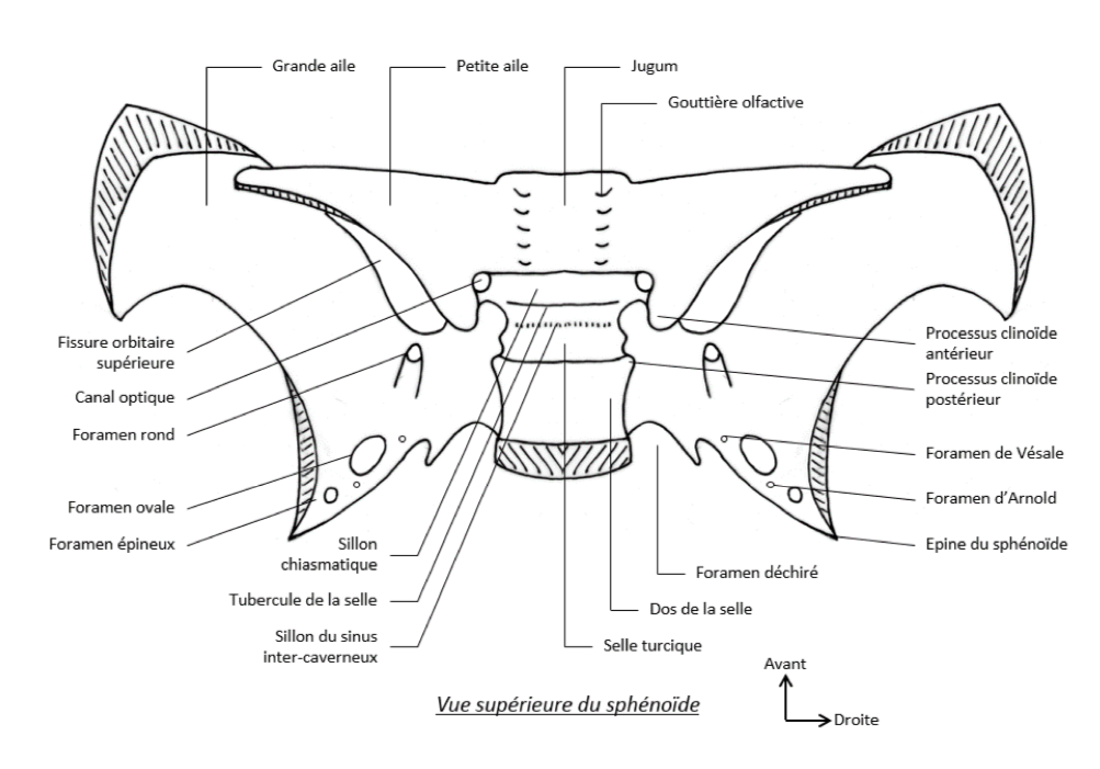 Le Corps Du sphénoïde et le Sillon Chiasmatique  Captur25