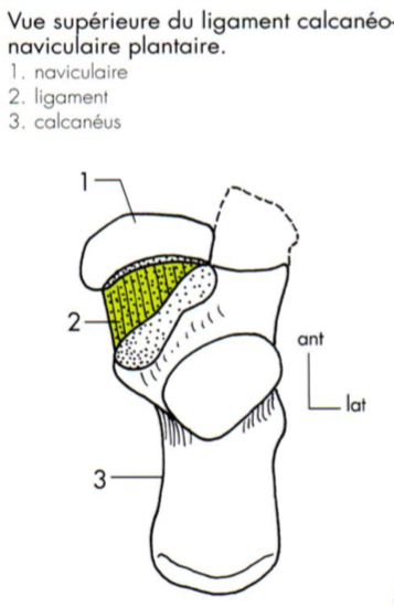 Ligament calcanéo naviculaire plantaire - articulations Captur41