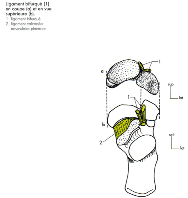 Ligament calcanéo naviculaire plantaire - articulations Captur43