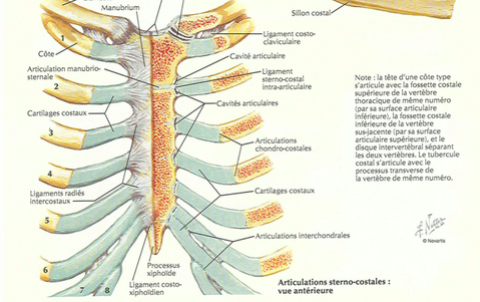 Jonction chondro-costale et muscle oblique externe