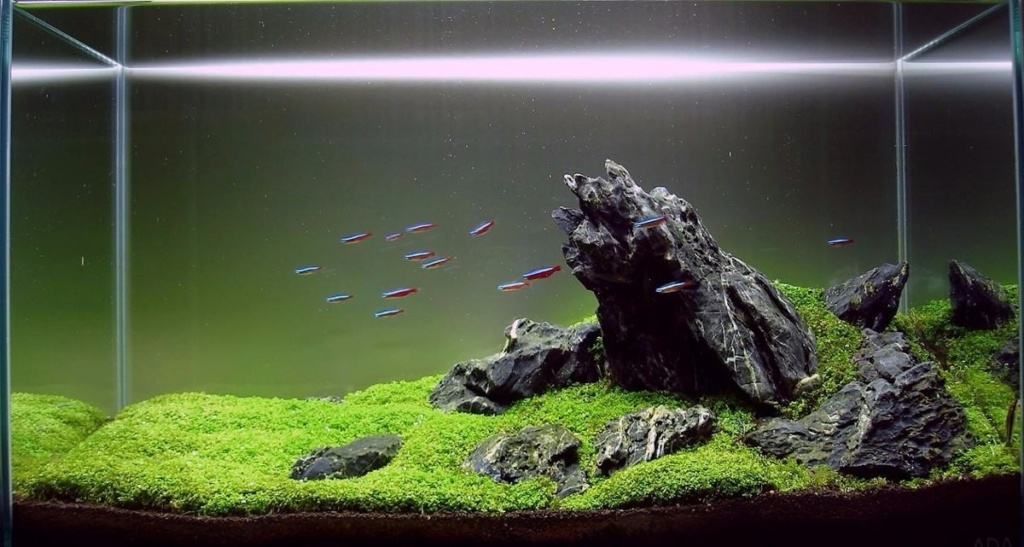 Premier Aquarium : Iwagmi 84L Roca-p11