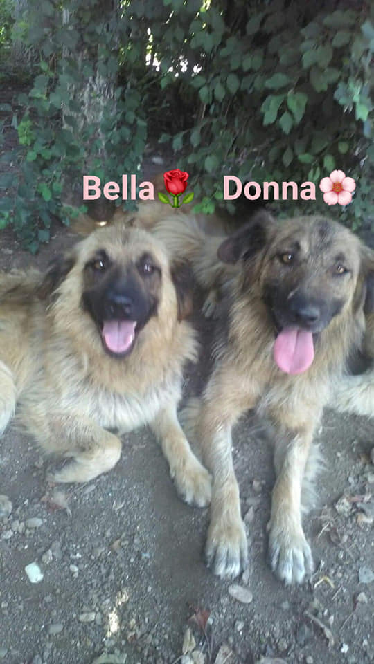Chien - Donna - Life for Peaches, Roumanie - A l'adoption  Bella_11