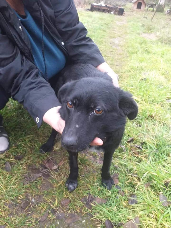 Chien - Blacky - Life for Peaches, Roumanie - Adoptée (Angleterre) Blacky10