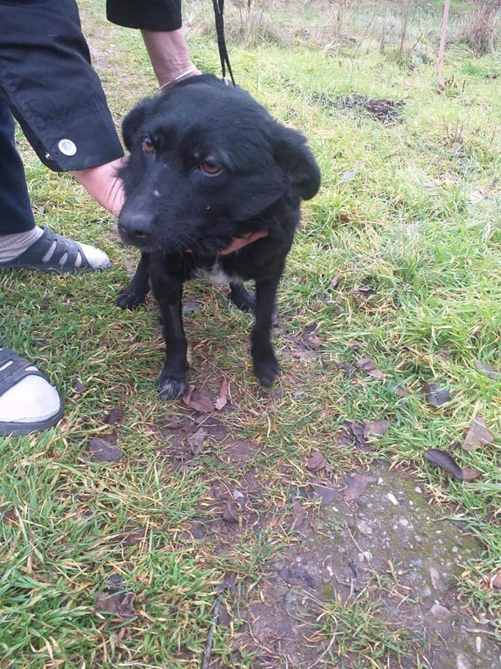 Chien - Blacky - Life for Peaches, Roumanie - Adoptée (Angleterre) Blacky11