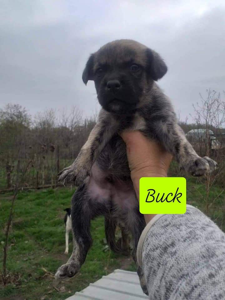 Chiot - Buck - Life for Peaches, Roumanie - A l'adoption  Buck10