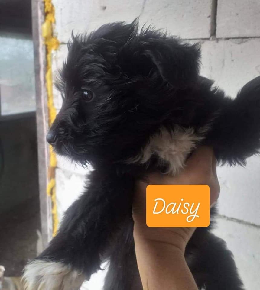 Chiot - Daisy - Life for Peaches, Roumanie - A l'adoption Daisy10