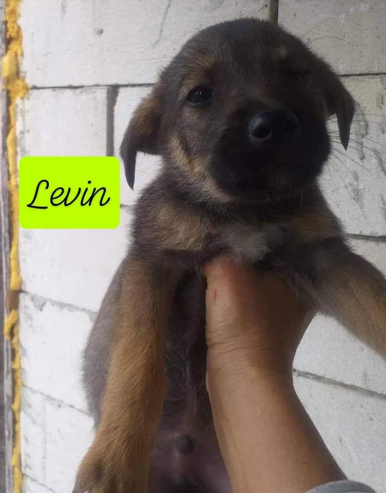 Chiot - Levin - Life for Peaches, Roumanie - A l'adoption Levin11