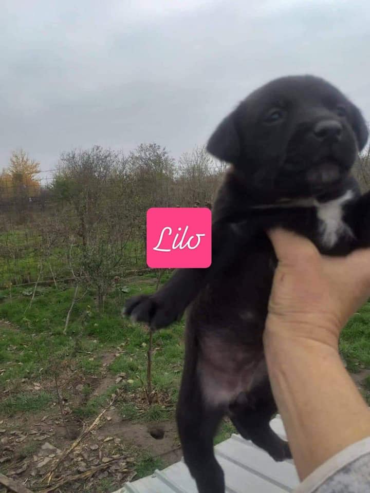 Chiot - Lilo - Life for Peaches, Roumanie - A l'adoption   Lilo10