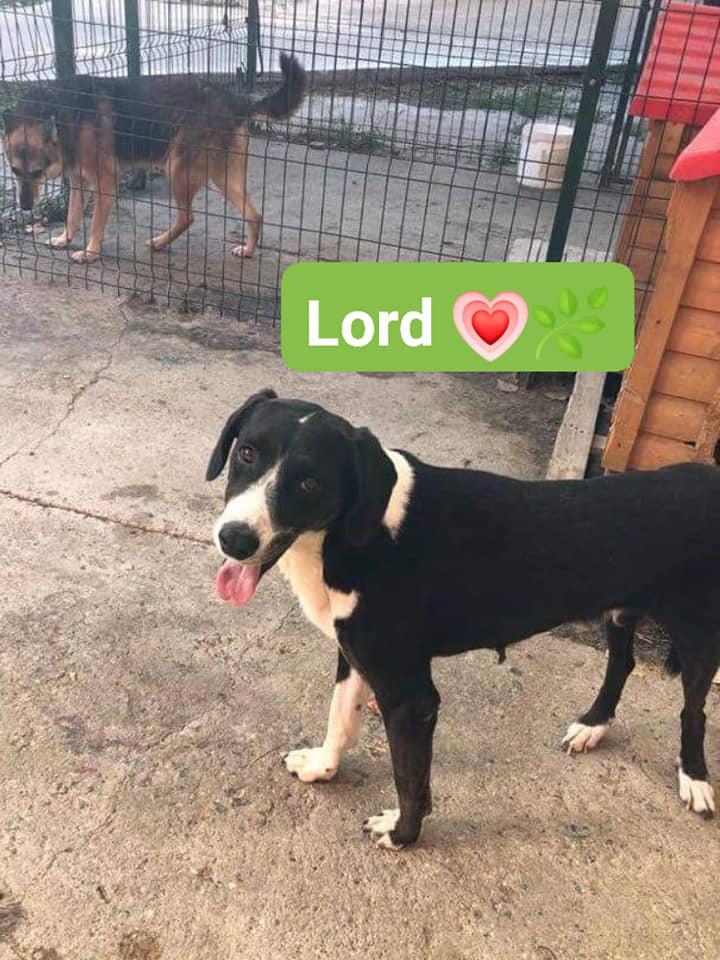 Chien - Lord - Life for Peaches, Roumanie - A l'adoption Lord10
