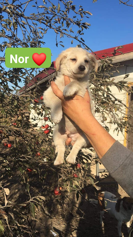 Chiot - Nor - Life for Peaches, Roumanie - A l'adoption Nor10