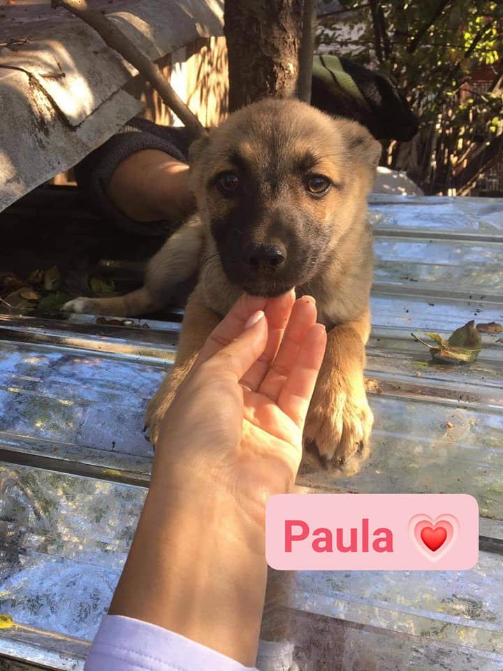 Chiot - Paula - Life for Peaches, Roumanie - Adoptée (Angleterre) Paula10