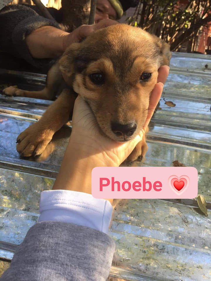 Chiot - Phoebe - Life for Peaches, Roumanie - Adoptée (Allemagne) Phoebe11