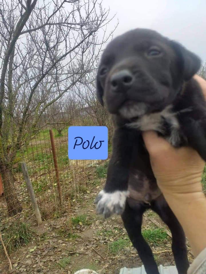 Chiot - Polo - Life for Peaches, Roumanie - A l'adoption Polo10