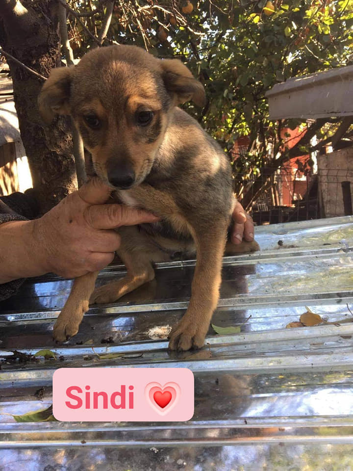 Chiot - Sindi - Life for Peaches, Roumanie - Adoptée (Allemagne) Sindi10