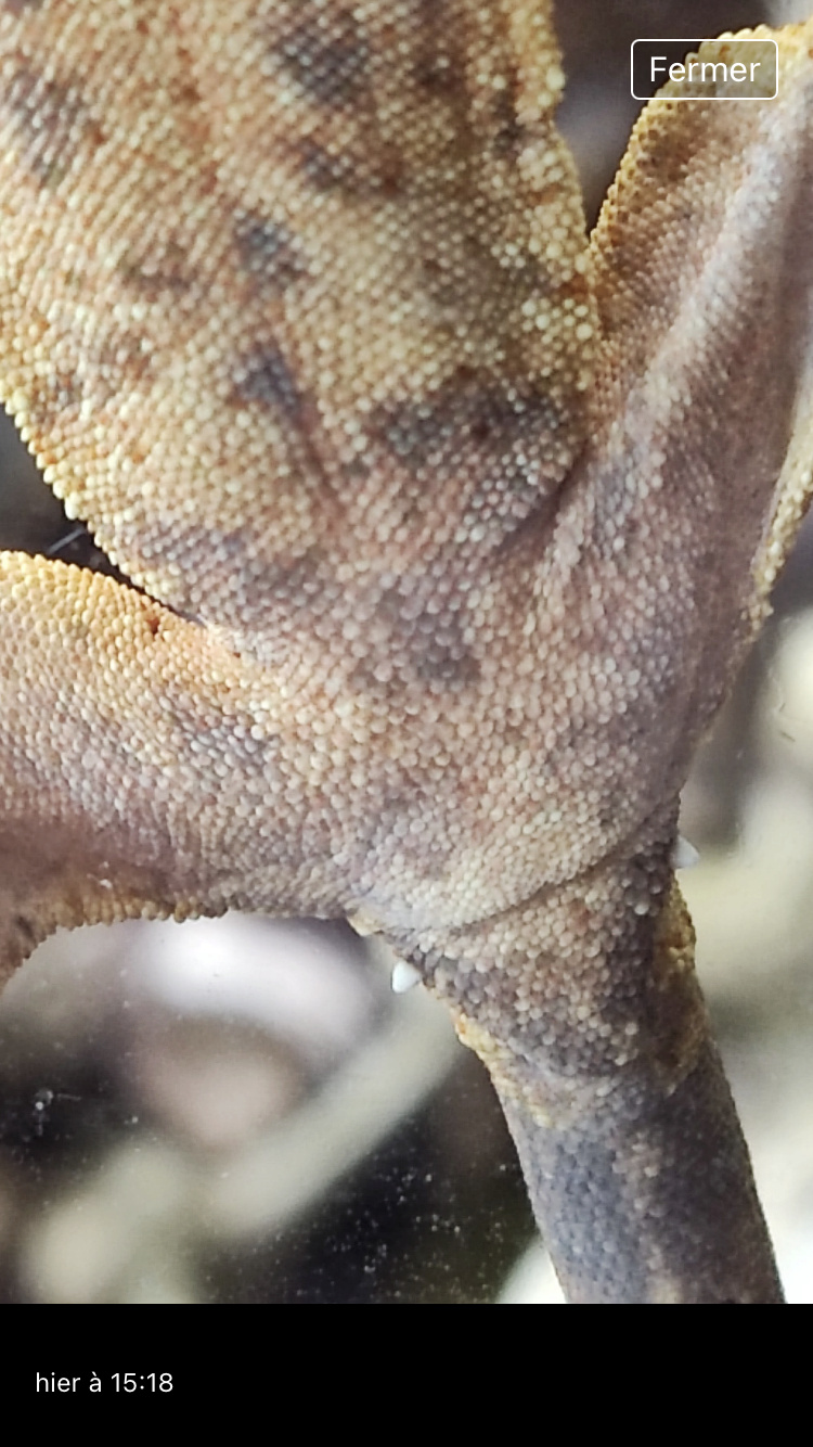 Sexage gecko a crête 6mois 6ec79910