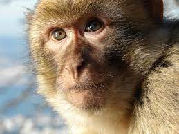African Wildlife & Macaque Monkey 2023 1oz Silver Bullion Coins 123lol10