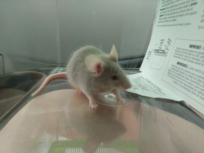New Mouse/Introducing? Chyme10