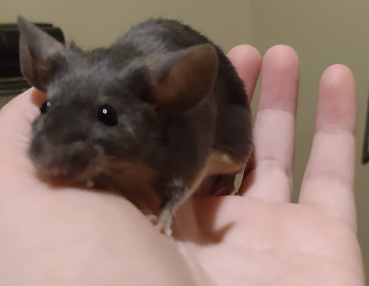 Hello! Zuriel10