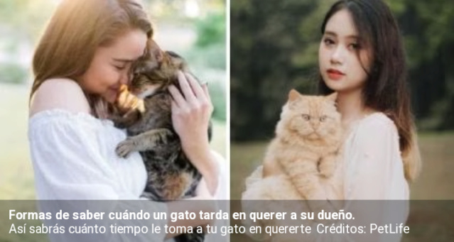 ¿Cuánto tarda un gato en quererte? Scree108