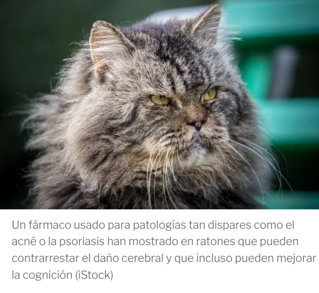 Alzheimer en animales: dos fármacos en uso ofrecen resultados novedosos Screen81