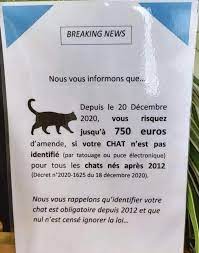 Identification des chats - ce que dit la loi Identi10