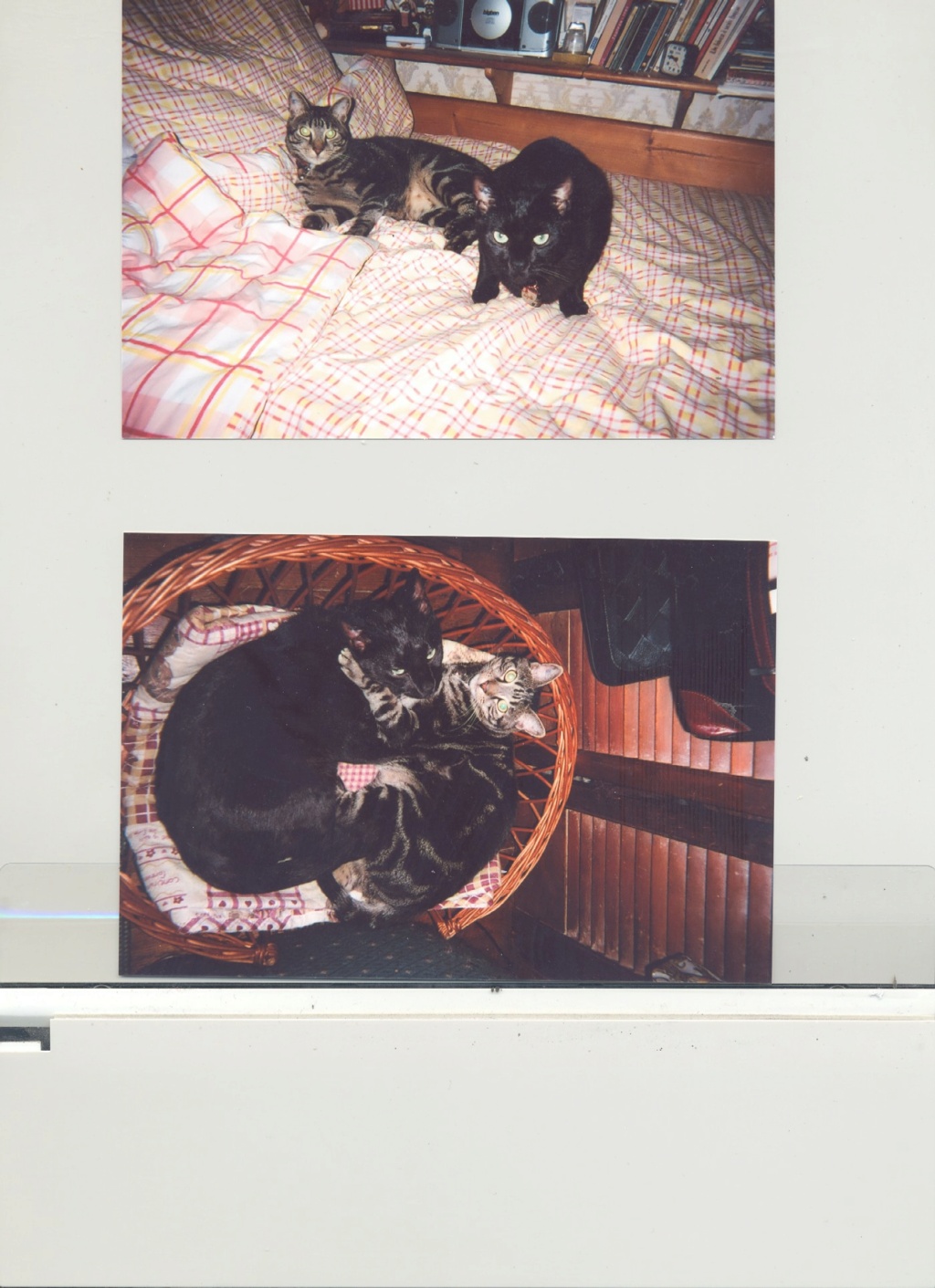 Zigoto ( le chat noir)  - adopté à Draveil  - 15 ans Ninak_10