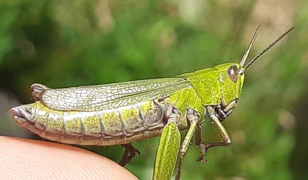 [Chortippus dorsatus] Criquet vert échine au Rheu ?? 20240915