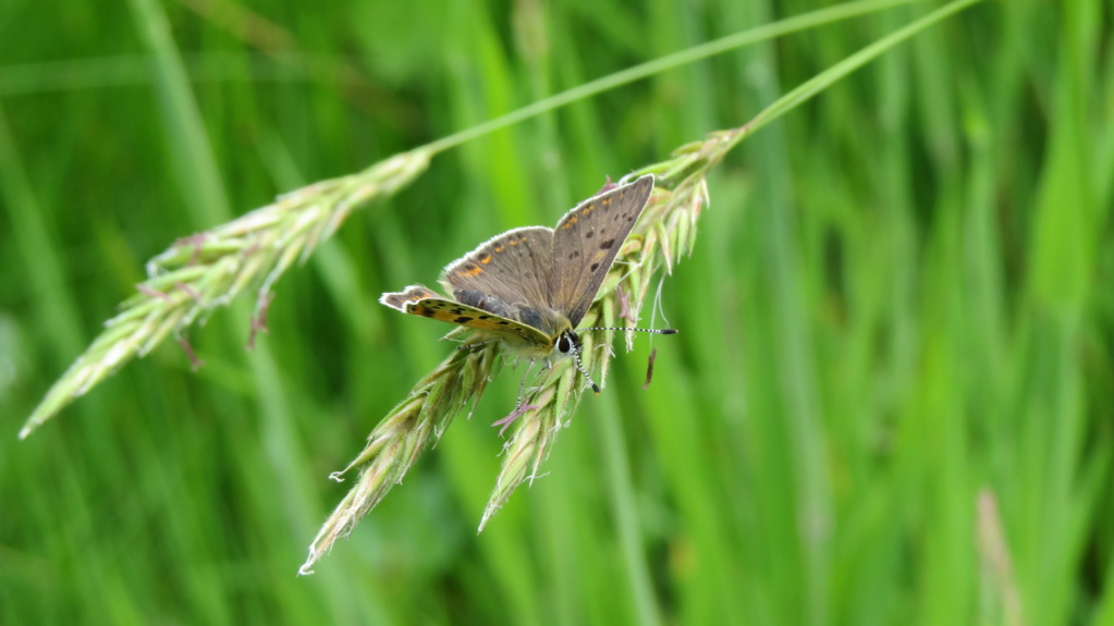 [Lycaena tytirus] identification papillon Img_8210
