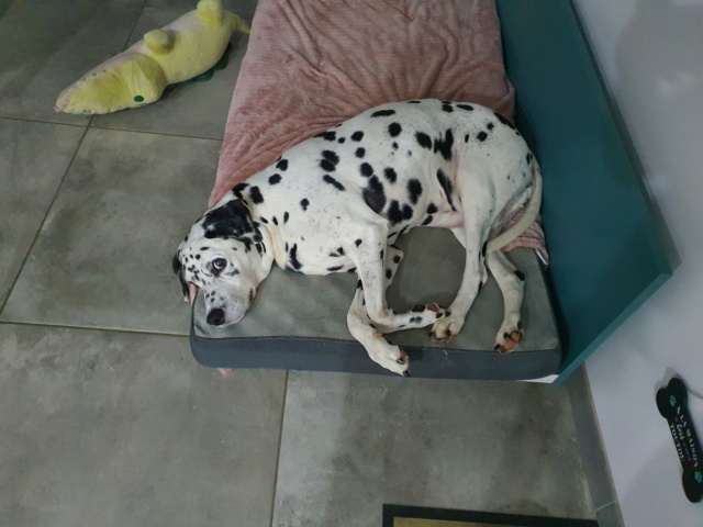 shyfou type dalmatien de 4 ans  - Page 2 20230312